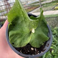 Image result for Platycerium elephantotis