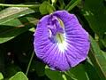 Image result for Clitoria kaessneri