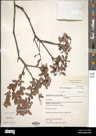 Image result for Vaccinium madagascariense