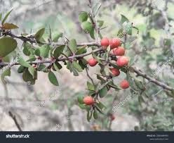 Image result for Gymnosporia
