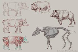 Pigs Animal Sketches Animal Art Horse Anatomy