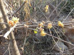 Image result for Sterculia rogersii