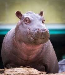 Image result for Hippocratea goetzei