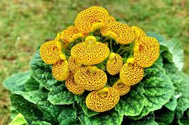 Image result for Calceolaria tripartita