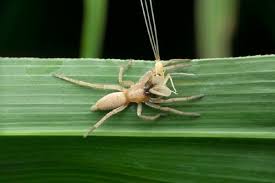Image result for yellow sac spider bite skin