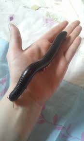 L'essentiel de l'histoire est repris dans un bref récit, oriflamme, publié en 1962 dans le recueil la photo du colonel. Iules Geant