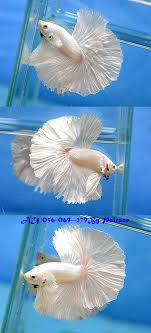 Fwbettashm1412117407 White Platinum Ohm Male Au 056 069 279 Betta Halfmoon Betta Betta Fish