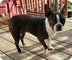 You can contact the seller or breeder directly through the nextdaypets website or hit the reserve me button to move forward through the adoption process. Rochester Ny Boston Terrier Meet Arie A Pet For Adoption