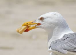 Scientists Say Staring At Seagulls Stop Them Stealing Your Chips