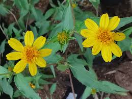 Image result for Aspilia kotschyi