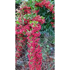 Image result for Pyracantha coccinea red column