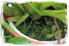 小穀精草 白藥穀精草 水畝田工作室 水生植物 痞客邦 plants