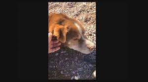 As of june 15th, we have spent $5000 on spay/neuter, veterinary care and medical supplies. Dog Rescue Saves 19 Dogs From Poor Conditions On Mesa Property Krqe News 13