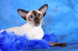 Top names for male cats. Siamese Cat Names Exotic Names For Oriental Cats
