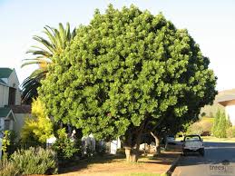 Image result for Harpephyllum afrum