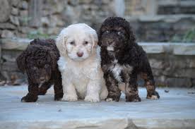 Welcome to cathy's cockapoos of florida. Best Cockapoos