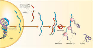 Organism that contains genes from what makes something transgenic? 18 Genetic Engineering Biology Libretexts