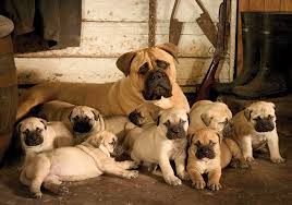 They are used to being around children. Bullmastiff Breeds