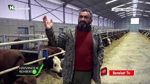hayvancilik rehberi yoncanin hayvan beslemedeki onemi youtube