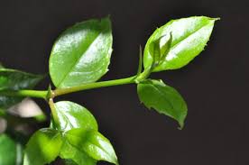 Image result for Cassinopsis ilicifolia