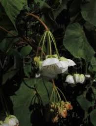 Image result for Dombeya torrida