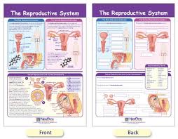 W94 4910 The Reproductive System Bulletin Board Chart