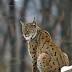 Eurasian lynx