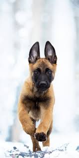 They want nothing more than to be with their people. Belgian Malinois Puppy Wallpapers Top Free Belgian Malinois Puppy Backgrounds Wallpaperaccess