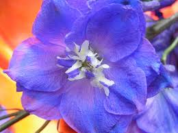 Maybe you would like to learn more about one of these? July Birth Flower Larkspur Water Lily 2happybirthday