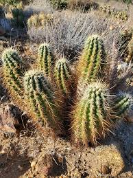 Image result for Cactaceae
