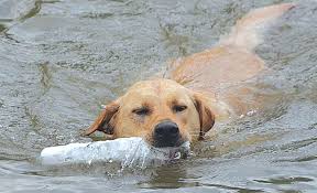 It's also free to list your available puppies and litters on our site. Https Www Newsandsentinel Com News Community News 2018 04 Woof Fest To Be Sunday At Mountwood