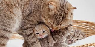 How many kittens can your cat have? Cat Birth International Cat Care