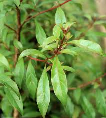 Image result for Heteropyxis natalensis