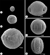 Image result for Hedythyrsus thamnoideus