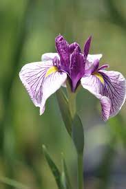 Japanese Iris By Takashi Imaoka On 500px Iris Flowers Showy Flowers Day Lilies