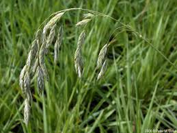 Image result for Bromus  kalmii