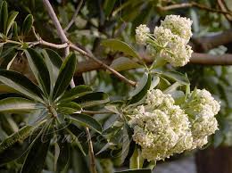 Image result for Alstonia