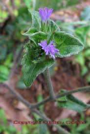 Image result for Elephantopus scaber