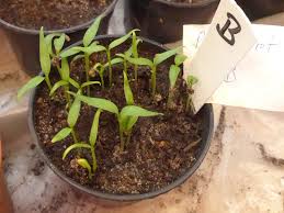 Topfpaprika, paprika pflanze, blockpaprika almira midi red, paprikapflanzen. Paprika Vorziehen Fur Anfanger Ich Bin Dann Mal Im Garten
