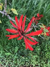 Image result for Erythrina × coddii