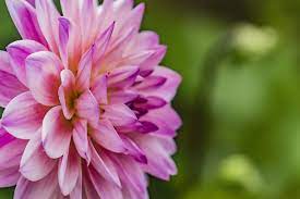 Fotd September 26 Dahlia From The Side Cee S Photo Challenges In 2020 Flowers Fotd Dahlia