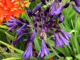 Image result for Agapanthus codii