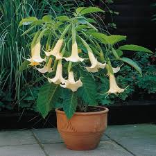 Image result for Brugmansia