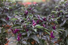 Боливиан рейнбоу острый перец (bolivian rainbow). Purple Chili On Plant Bolivian Rainbow Chili