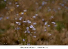 Image result for Wahlenbergia erecta