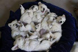 We did not find results for: Buying A Puppy The Golden Retriever Club Of Nsw Inc