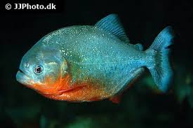 Image result for Fuirena pachyrrhiza