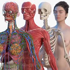 Check spelling or type a new query. 3d Complete Female Body Anatomy Turbosquid 1611039