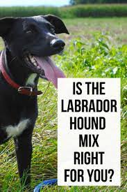Lab Hound Mix A Complete Guide To Labrador Hound Mix Breed Dogs