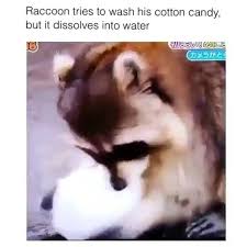 He learns, and finally eats the candy. Raccoon Tries To Wash His Cotton Candy But It Dissolves Into Water E
